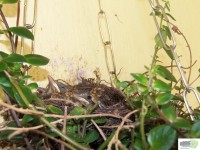 /album/naldo-sousa-fotos/a107-2287-jpg/