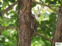 /album/naldo-sousa-fotos/a107-2331-jpg/