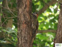 /album/naldo-sousa-fotos/a107-2332-jpg/