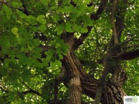 /album/naldo-sousa-fotos/a107-3036-jpg/