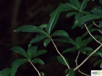 /album/naldo-sousa-fotos/a107-3042-jpg/